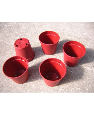 Kuentz-cactus  - Pots ronds  5,5 cm Ø x 5 cm H (Kuma) - paquet de 25