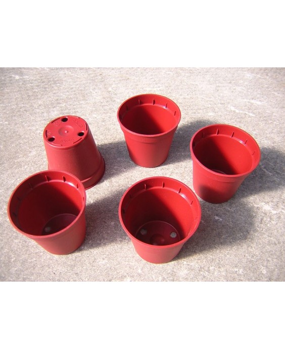 Kuentz-cactus  - Pots ronds  5,5 cm Ø x 5 cm H (Kuma) - paquet de 25