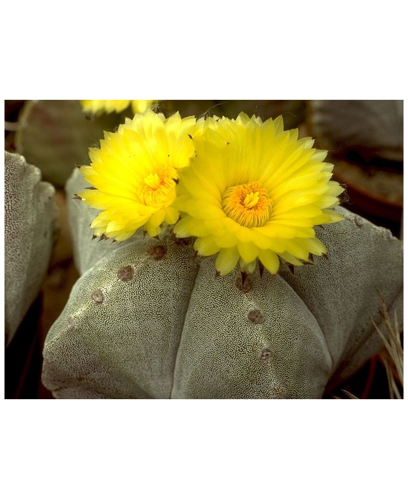 Kuentz-cactus  - Astrophytum myriostigma - Pot  8 cm
