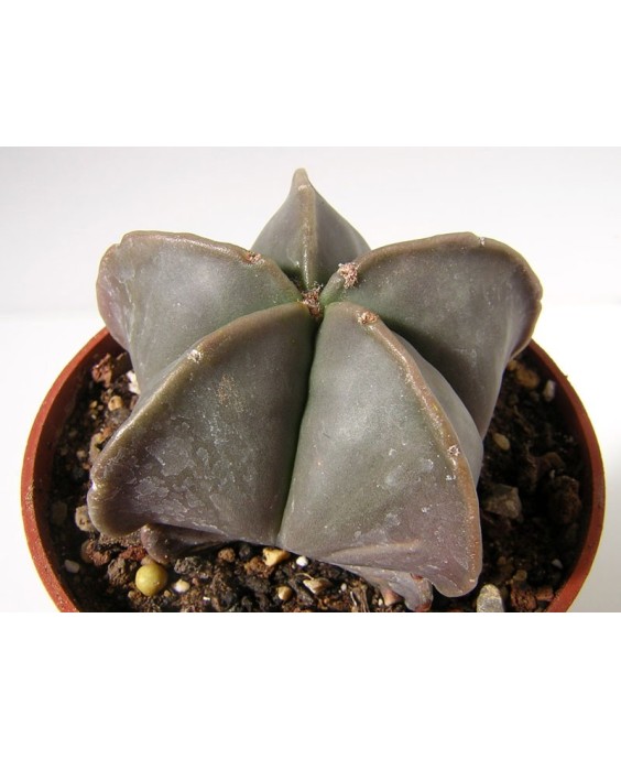 Kuentz-cactus  - Astrophytum myriostigma var. nudum - Pot  6 cm