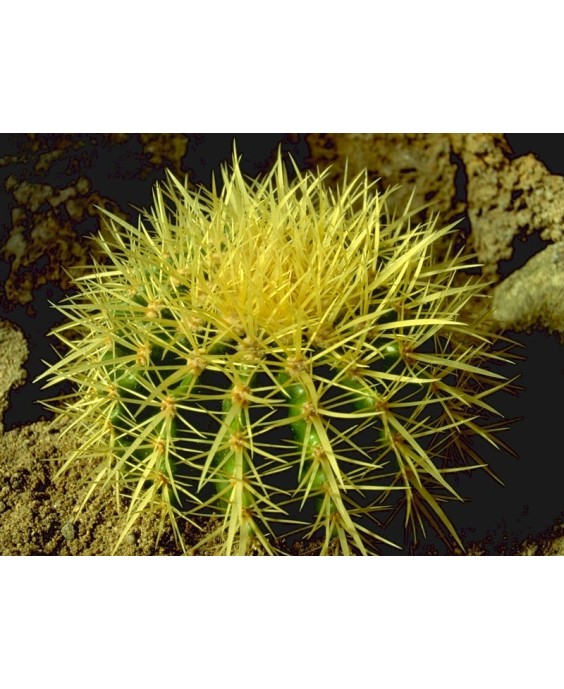 Kuentz-cactus  - Echinocactus grusonii - Pot  6 cm