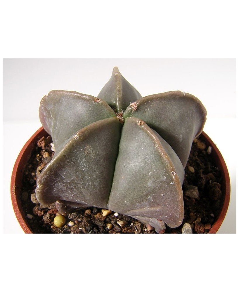 Kuentz-cactus  - Astrophytum myriostigma var. nudum - Pot  8 cm