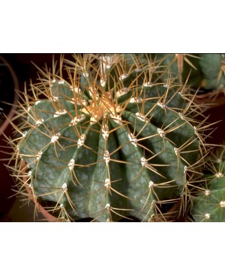 Kuentz-cactus  - Ferocactus schwarzii - Pot  6 cm