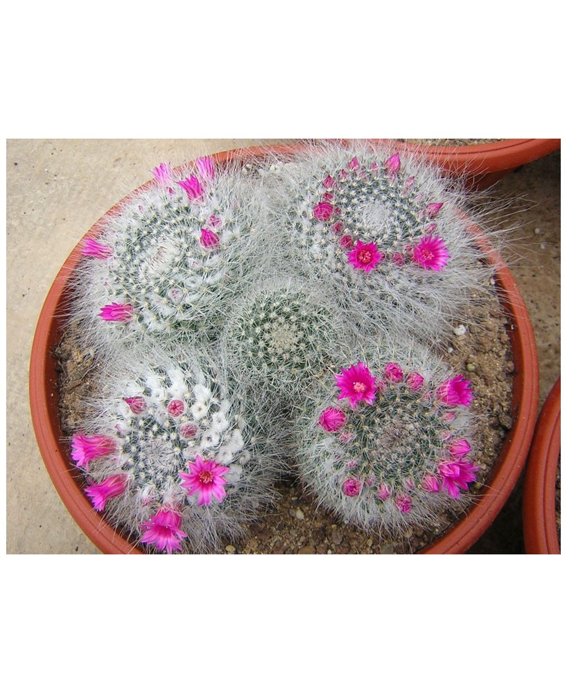 Kuentz-cactus  - Mammillaria hahniana - Pot 10 cm
