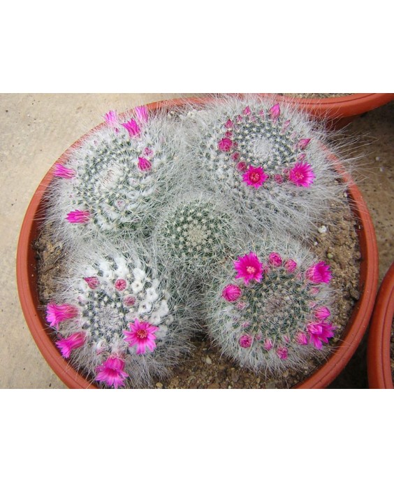 Kuentz-cactus  - Mammillaria hahniana - Pot 10 cm