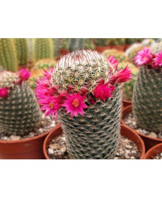 Kuentz-cactus  - Mammillaria matudae - Pot  6 cm