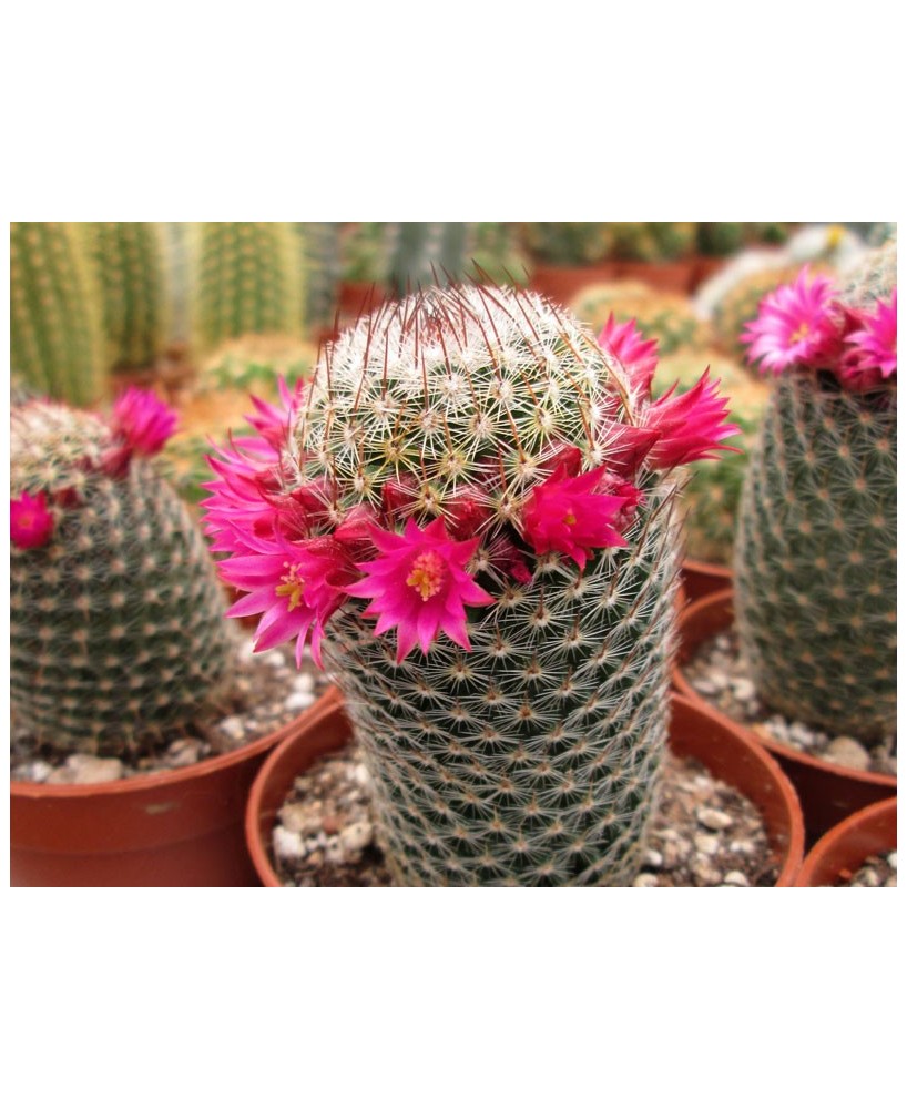 Kuentz-cactus  - Mammillaria matudae - Pot  6 cm