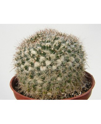 Kuentz-cactus  - Mammillaria karwinskiana ssp. nejapensis - Pot 12 cm
