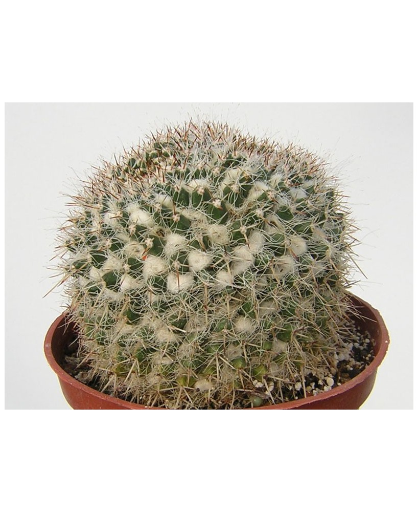 Kuentz-cactus  - Mammillaria karwinskiana ssp. nejapensis - Pot 12 cm