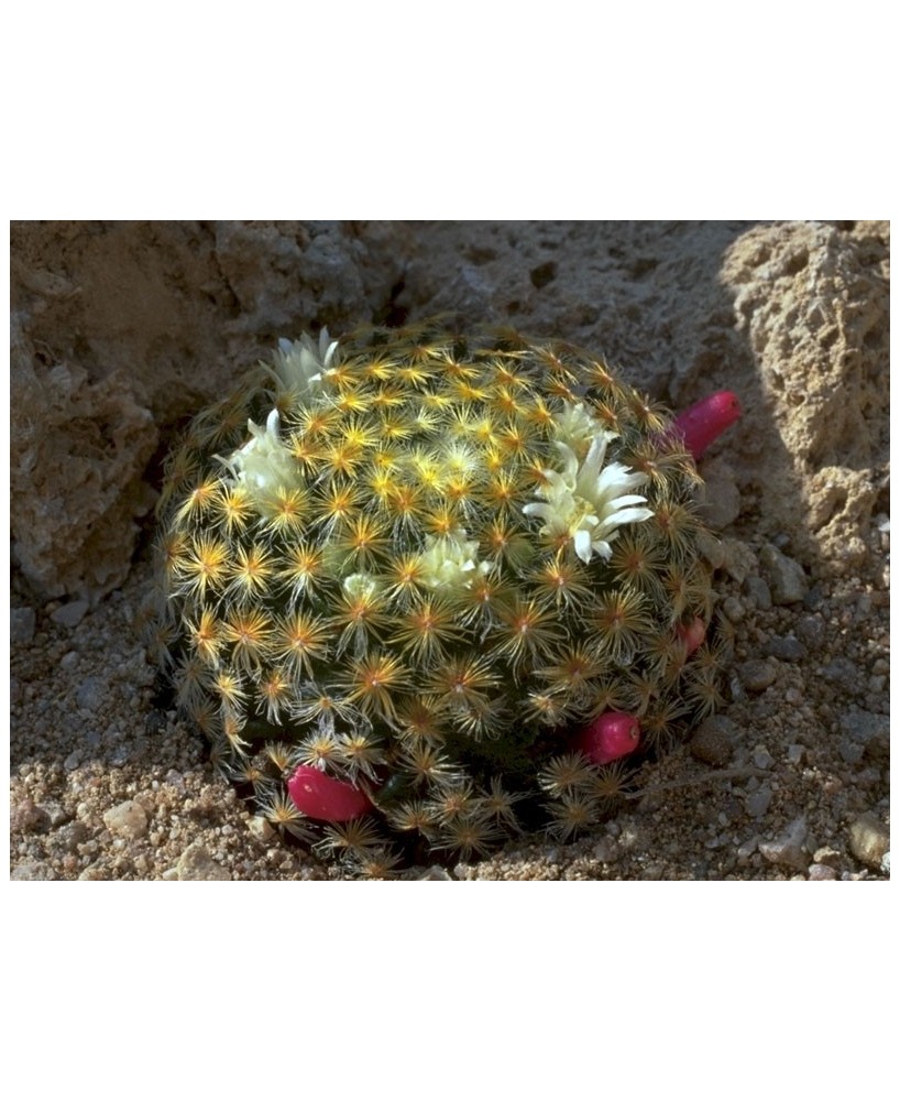 Kuentz-cactus  - Mammillaria schiedeana - Pot  5 cm