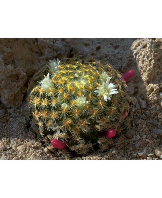 Kuentz-cactus  - Mammillaria schiedeana - Pot  5 cm