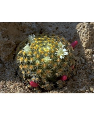 Kuentz-cactus  - Mammillaria schiedeana - Pot  6 cm