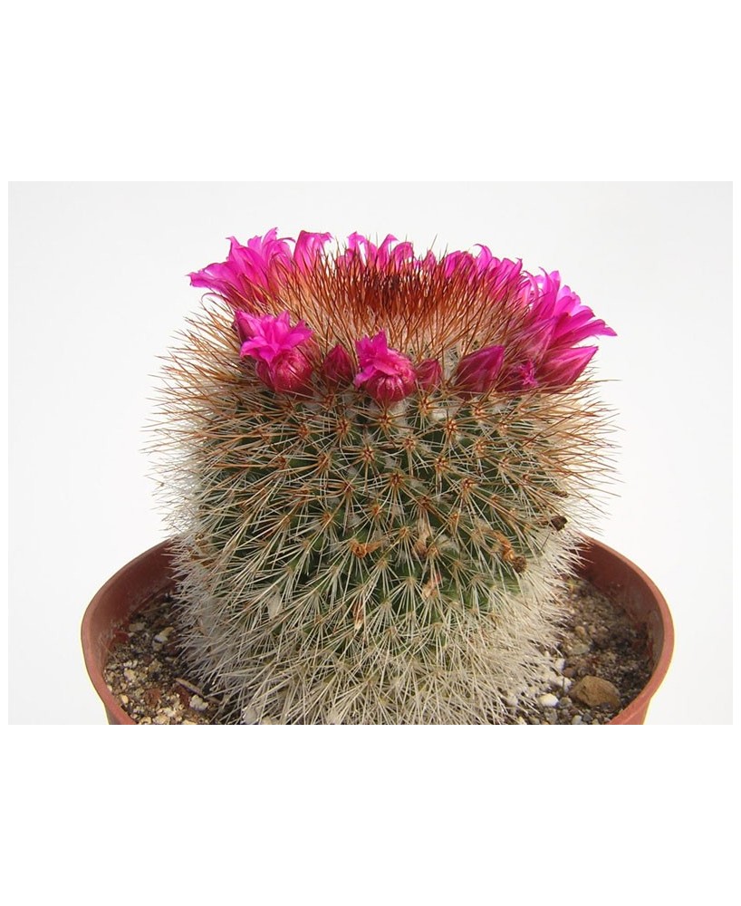 Kuentz-cactus  - Mammillaria spinosissima - Pot  5 cm