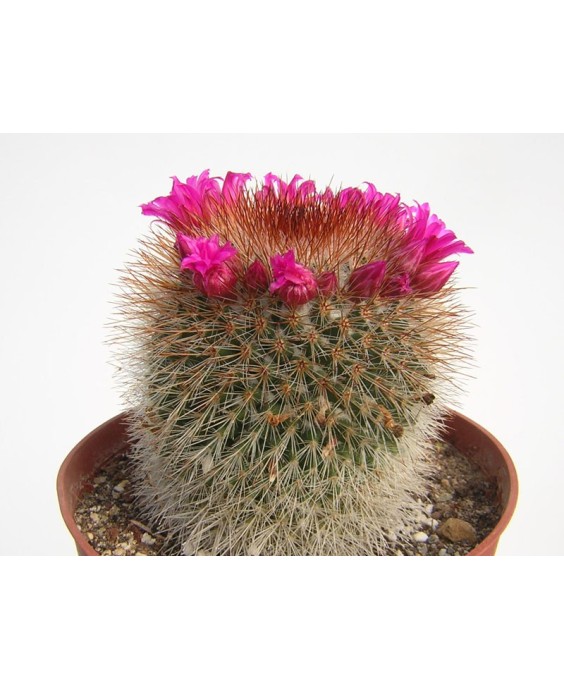 Kuentz-cactus  - Mammillaria spinosissima - Pot  5 cm