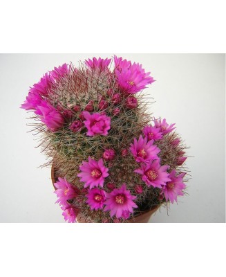 Kuentz-cactus  - Mammillaria zeilmanniana - Pot  5 cm