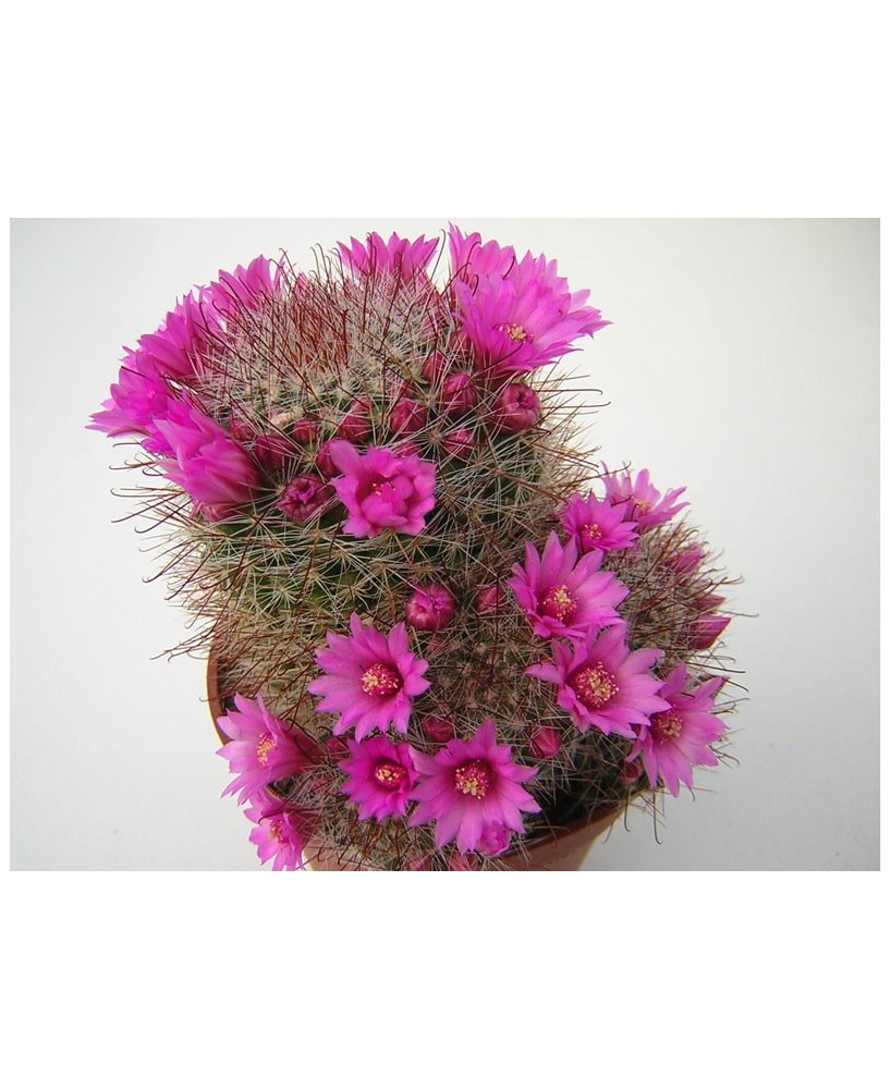 Kuentz-cactus  - Mammillaria zeilmanniana - Pot  5 cm