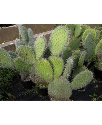 Kuentz-cactus  - Opuntia pilifera - Bouture