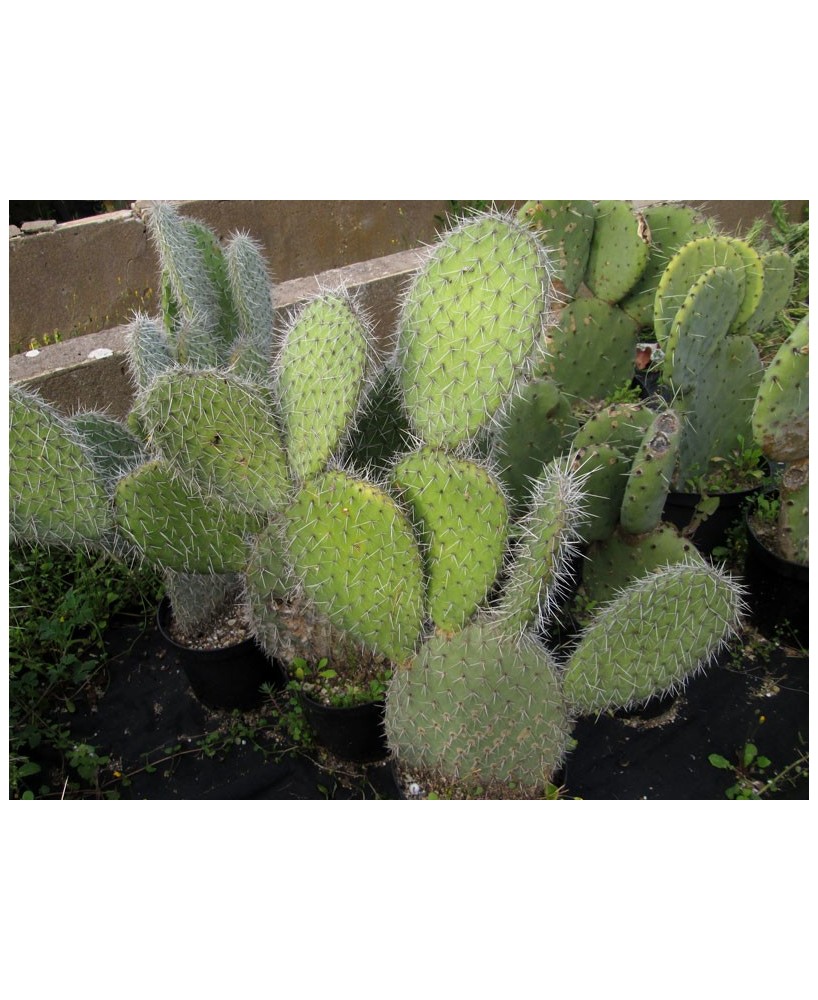 Kuentz-cactus  - Opuntia pilifera - Bouture