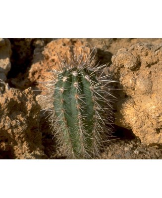 Kuentz-cactus  - Pachycereus pringlei - Pot 12 cm