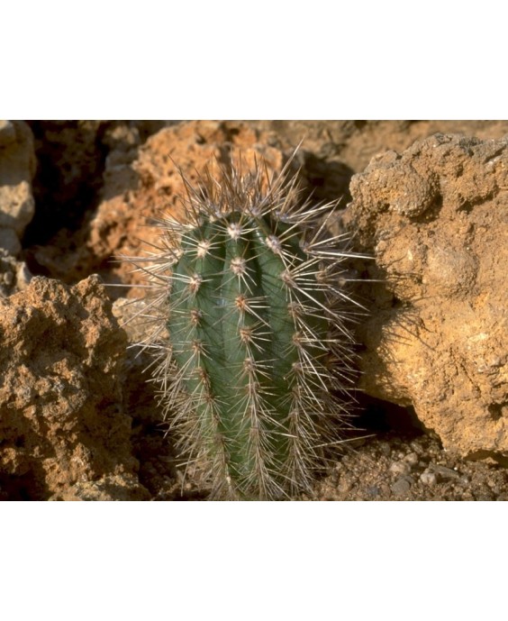 Kuentz-cactus  - Pachycereus pringlei - Pot 12 cm