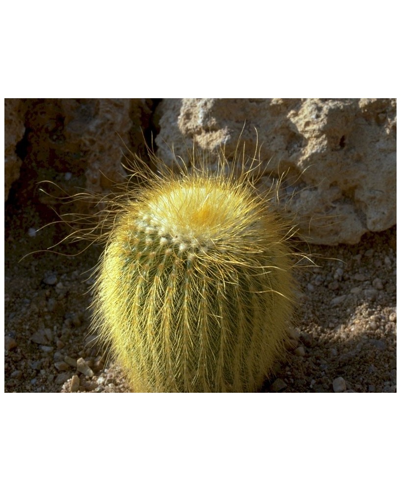 Kuentz-cactus  - Parodia lenninghausii  (Notocactus Eriocactus) - Pot  5 cm