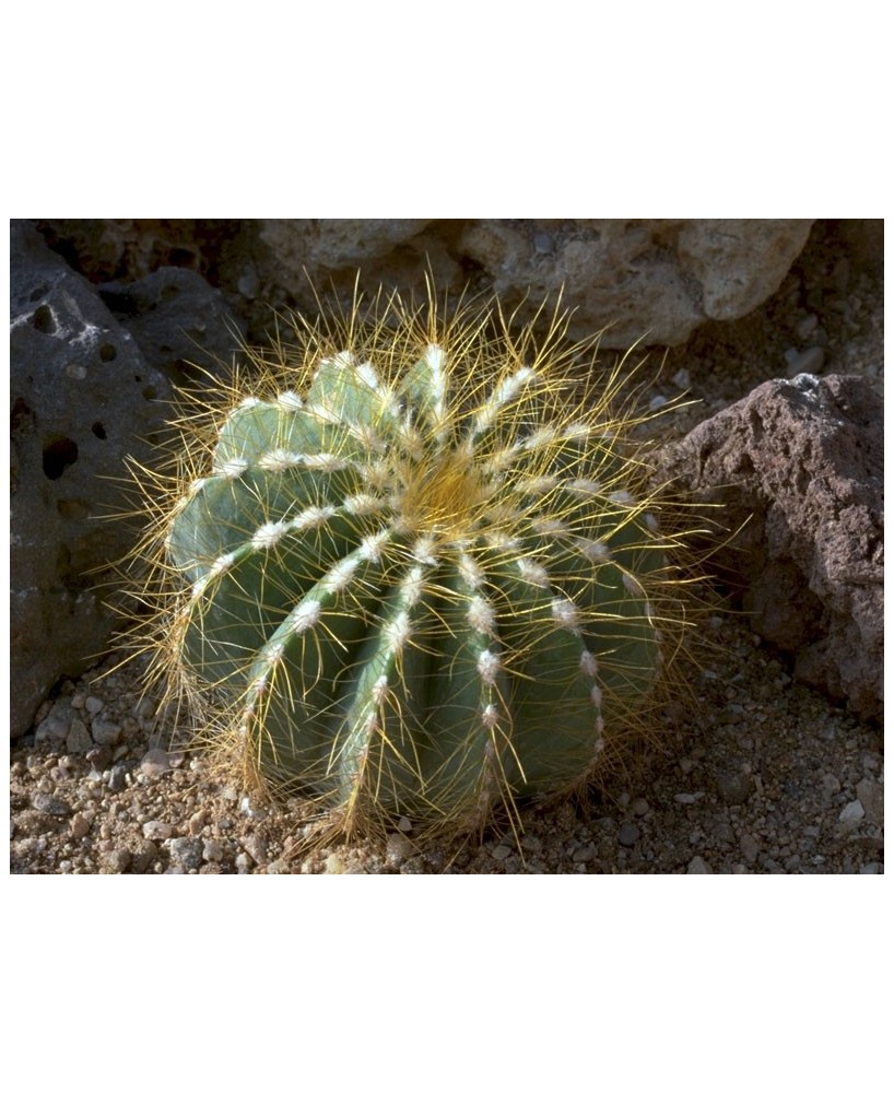 Kuentz-cactus  - Parodia magnifica (Eriocactus magnificus) - Pot  6 cm
