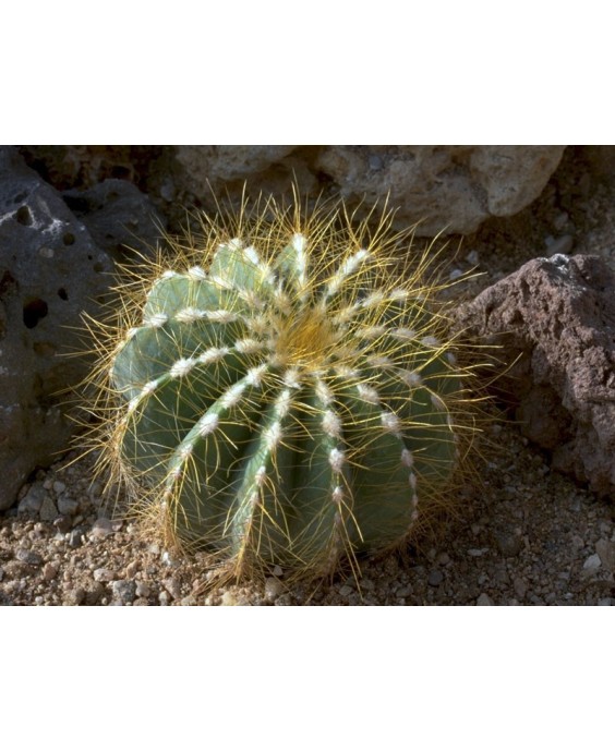 Kuentz-cactus  - Parodia magnifica (Eriocactus magnificus) - Pot  6 cm