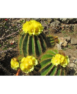 Kuentz-cactus  - Parodia warasii (Notocactus/Eriocactus) - Pot  5 cm