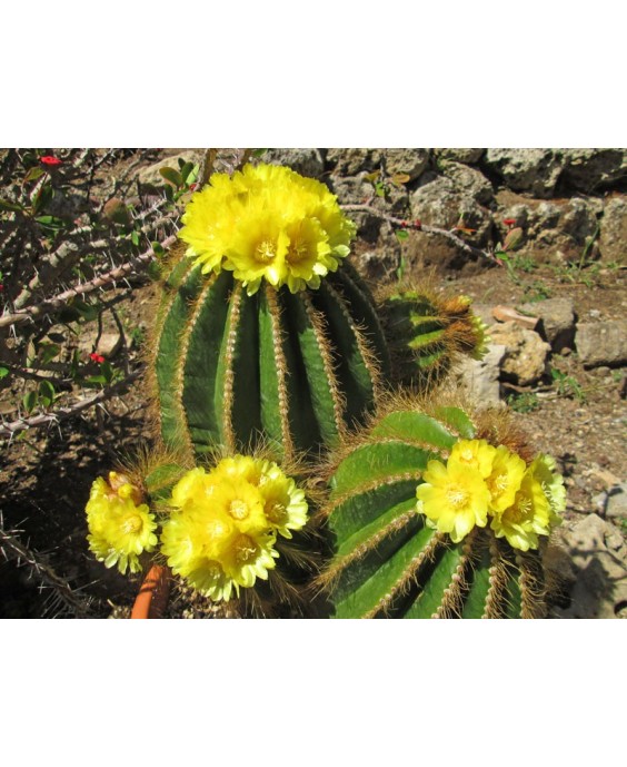 Kuentz-cactus  - Parodia warasii (Notocactus/Eriocactus) - Pot  5 cm