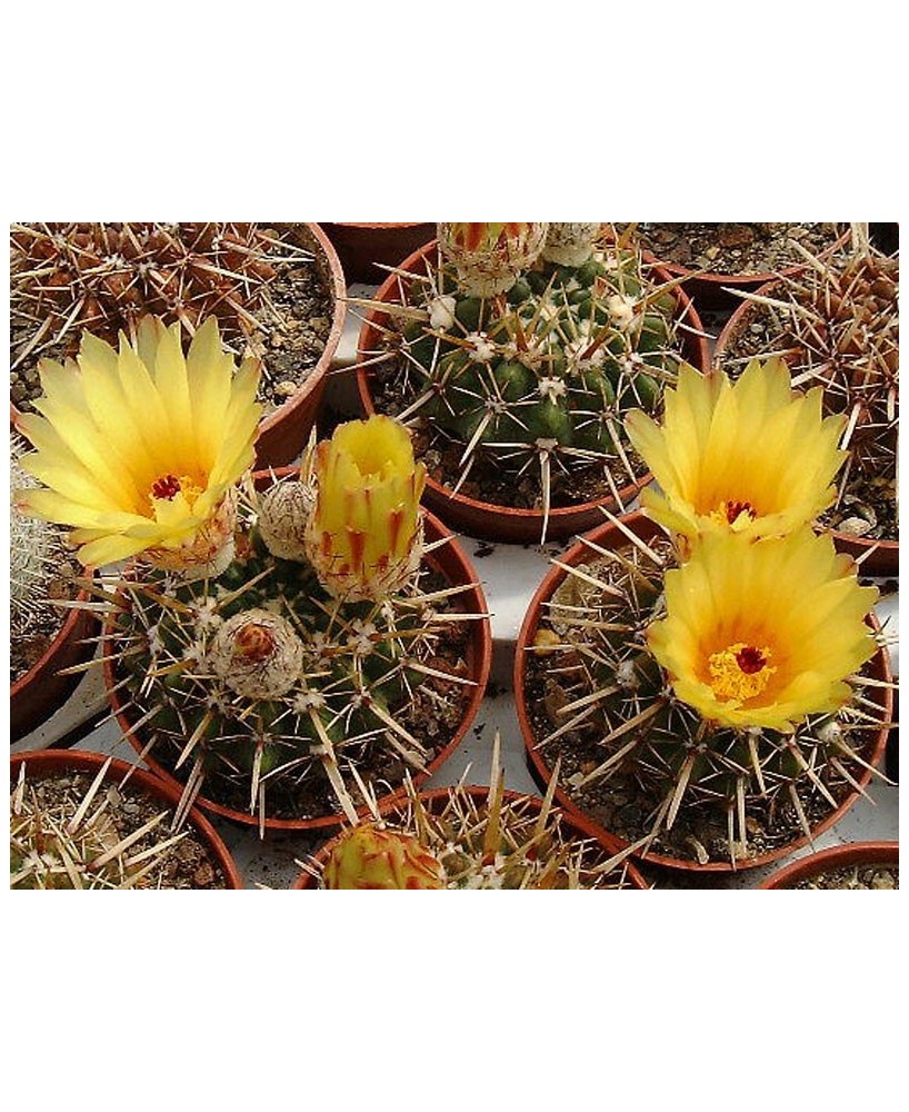 Kuentz-cactus  - Parodia mammulosa ssp. submammulosa (Noto.submammulosus) - Pot  8 cm