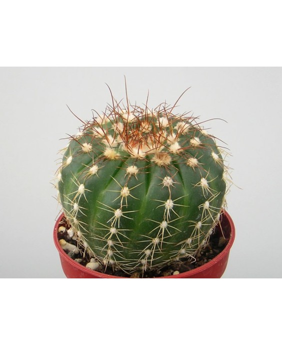 Kuentz-cactus  - Parodia werneri (Notocactus uebelmannianus) - Pot  5 cm