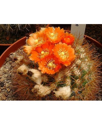 Kuentz-cactus  - Parodia procera (subtilihamata) - Pot  5 cm