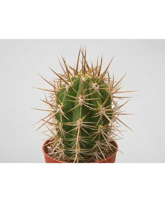 Kuentz-cactus  - Echinopsis chiloensis (Trichocereus) - Pot  5 cm