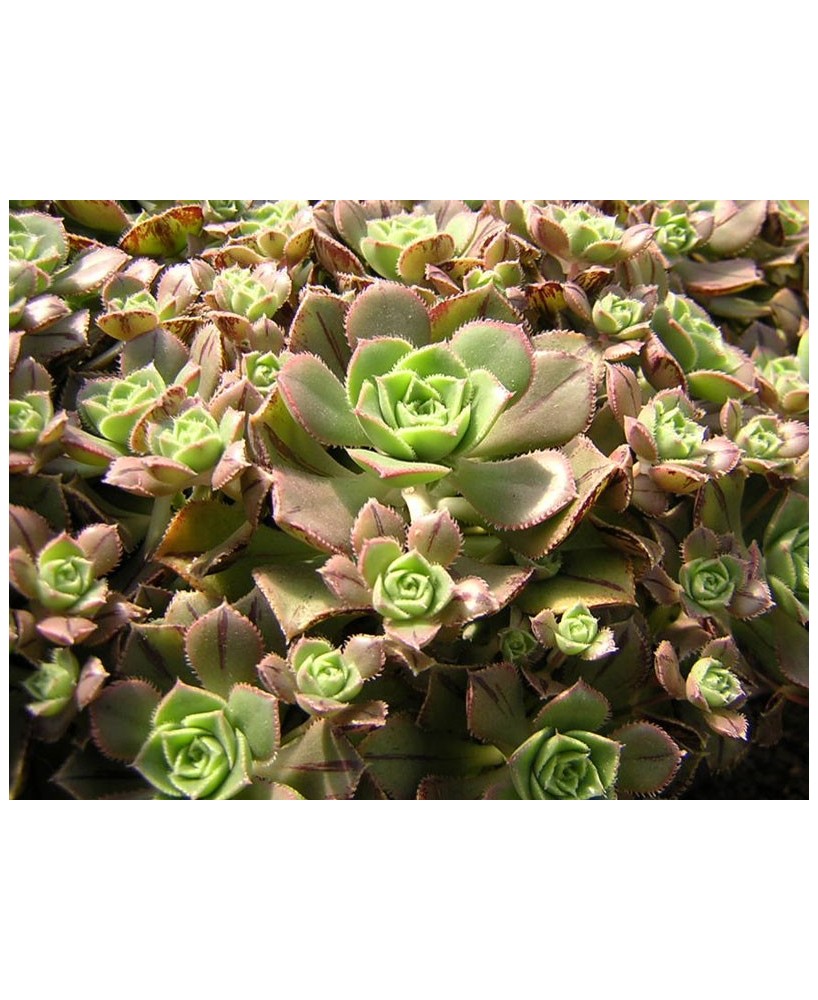 Kuentz-cactus  - Aeonium mascaense (A. 'Cyrico') - Pot  6 cm