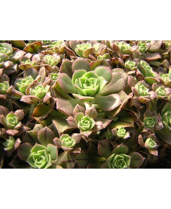 Kuentz-cactus  - Aeonium mascaense (A. 'Cyrico') - Pot  6 cm