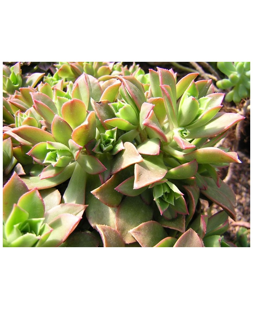 Kuentz-cactus  - Aeonium decorum - Pot  6 cm