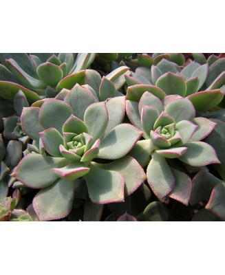 Kuentz-cactus  - Aeonium haworthii - Pot  6 cm