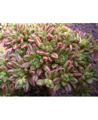 Kuentz-cactus  - Aeonium sedifolium - Pot  5 cm
