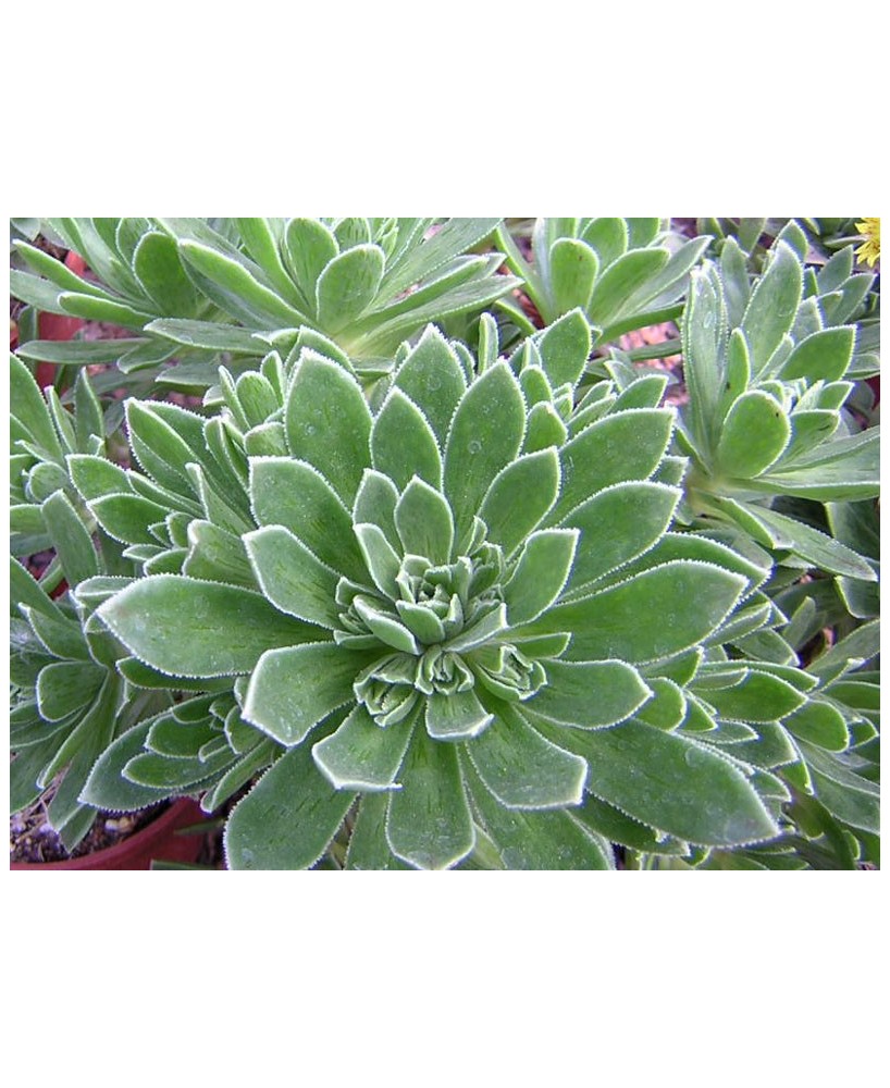 Kuentz-cactus  - Aeonium x hybridum - Pot  5 cm