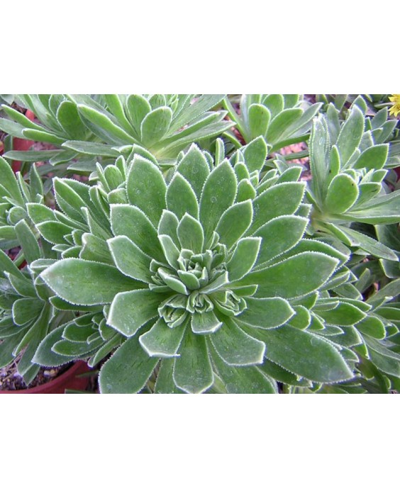 Kuentz-cactus  - Aeonium x hybridum - Pot  5 cm