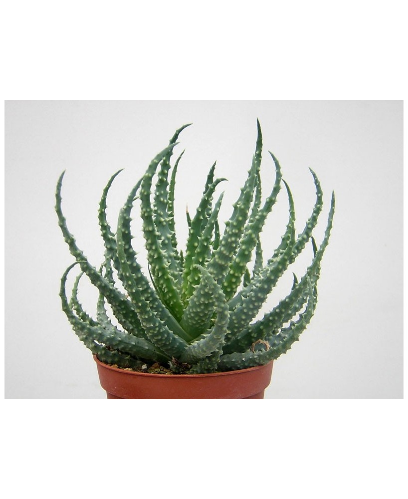 Kuentz-cactus  - Aloe humilis - Pot  6 cm