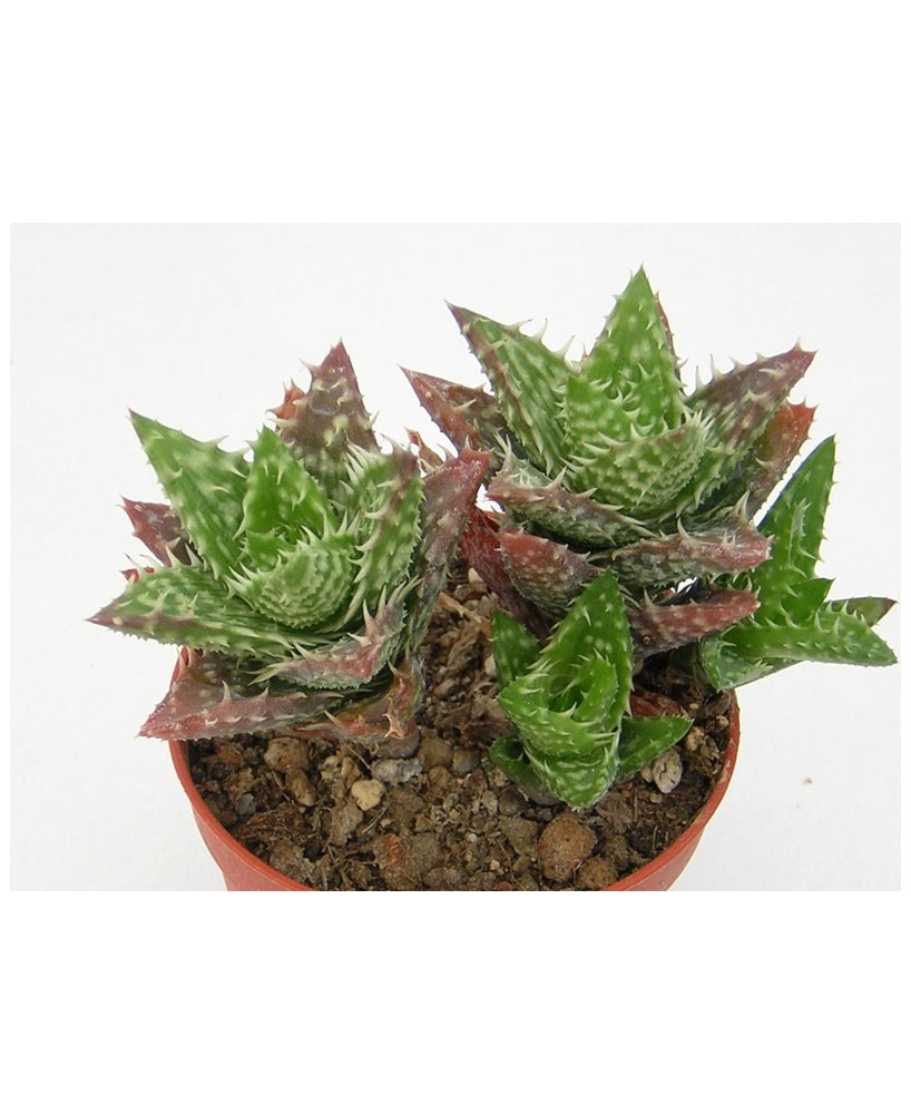 Kuentz-cactus  - Aloe juvenna - Pot  8 cm