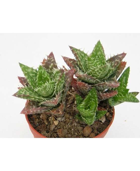 Kuentz-cactus  - Aloe juvenna - Pot 10 cm