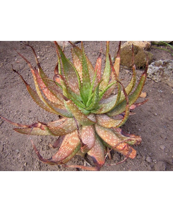 Kuentz-cactus  - Aloe microstigma - Pot 10 cm