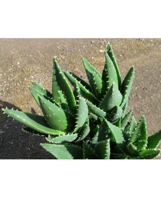 Kuentz-cactus  - Aloe x nobilis - Pot 10 cm