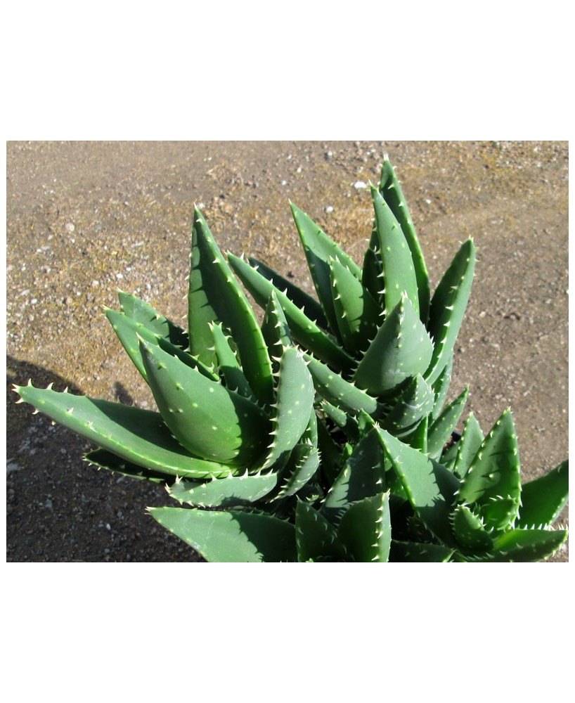 Kuentz-cactus  - Aloe x nobilis - Pot 10 cm