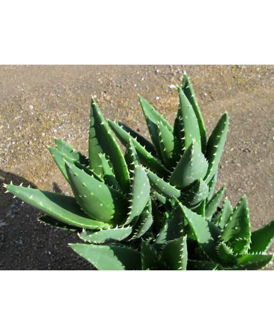 Kuentz-cactus  - Aloe x nobilis - Pot 10 cm