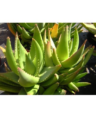 Kuentz-cactus  - Aloe x nobilis 'Inerme' - Pot  8 cm