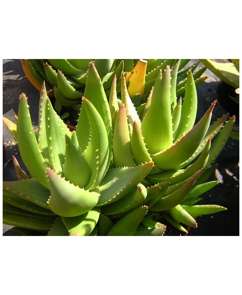 Kuentz-cactus  - Aloe x nobilis 'Inerme' - Pot  8 cm