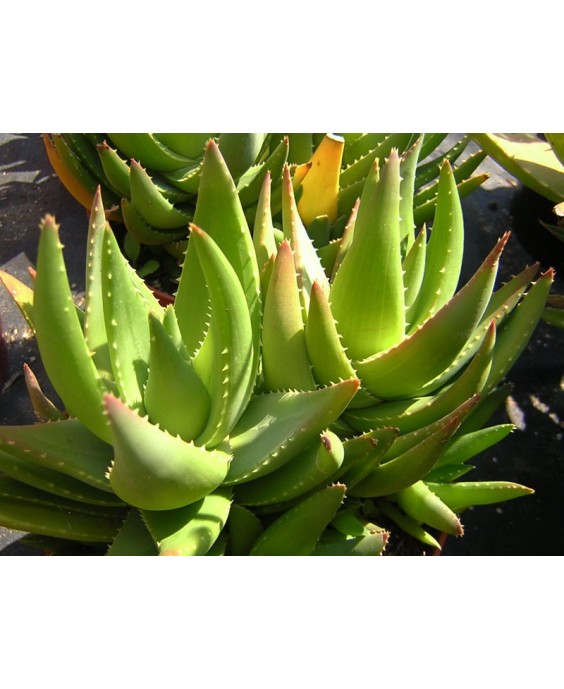 Kuentz-cactus  - Aloe x nobilis 'Inerme' - Pot  8 cm